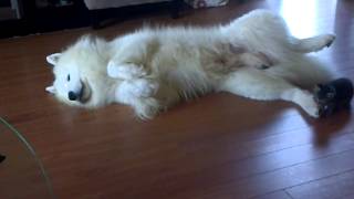 Little kitten playing with his samoyed Vidor [upl. by Gentry]