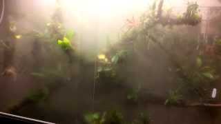 Orchidarium tour part 3  Cloud forest [upl. by Roselia877]