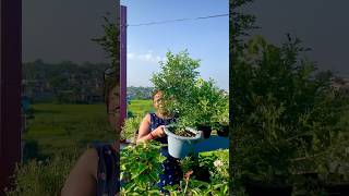 The Fragrant Madhu Kamini Plant shorts shortvideo shortsviral [upl. by Flem871]