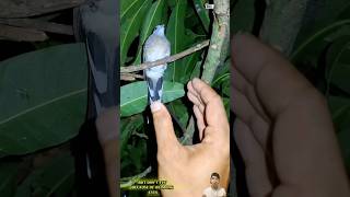 Chim cu tiểu đứng hình bị soi đèn  catch doves [upl. by Atihana]