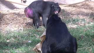 Black Crested Macaque Is Upset With Mate [upl. by Sucramad]