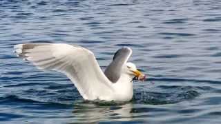 Hungry much Seagulls at its best Catching fishsomehow Etnefjord Norway HD [upl. by Raybin]