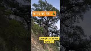 Banyan tree बरगद का पेड़  tree nature viral trending green forest jungle travel natural [upl. by Atinihc]