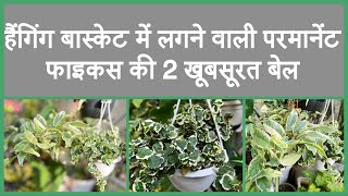 Ficus radicans amp ficus pumila for hanging planters ॥फाइकस की दो खूबसूरत परमानेंट बेल creepingficus [upl. by Ahsemed]