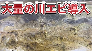 スジエビを日淡水槽へ大量導入！ガサガサで川エビ捕獲からの導入の様子 [upl. by Clite909]