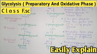 Glycolysis  Preparatory And Oxidative Phase  Class 11 Biology [upl. by Ellehcirt126]