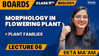 Morphology in Flowering Plants Class 11 L6  Class 11 Biology Chapter 5  CBSE 2024  Ekta Mam [upl. by Norad729]