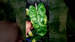 High Variegation Philodendron Burle Marx Variegated Plant ❤️❤️❤️ ll WA 8240938880 [upl. by Ahsoyem]