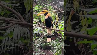 Great Hornbill bird birds aviary chesterzoo [upl. by Learrsi]