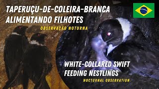 Andorinhão Alimentando Filhotes  Swift Feeding Nestlings [upl. by Kinna]