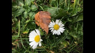 Pâquerette Bellis perennis Dans la pelouse elle se glisse [upl. by Boleyn]