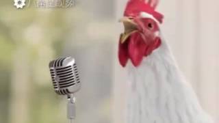 GALLINAS CANTANDO [upl. by Grenier440]