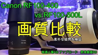 【野鳥撮影レンズテスト005】RF100400F568は野鳥撮影で活躍出来るか？ [upl. by Gonta15]