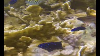 yellowtail jewel damselfish and sgt majors [upl. by Eichman444]