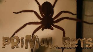 Stoney Huntman Spider Heteropoda javana [upl. by Finegan]