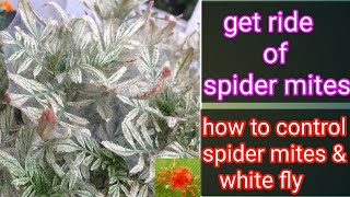 EASIEST WAY TO GET RID OF ALL PESTS IN UNDER AN HOUR [upl. by Midge]