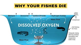 Dissolved Oxygen 3 ways to Aerate your Ponds thefarmlady aeration [upl. by Eiramait]