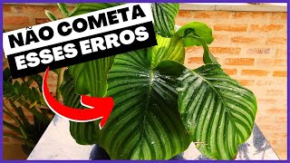 Desvendando os Mistérios da Calathea Orbifolia [upl. by Gona160]