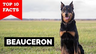 Beauceron  Top 10 Facts [upl. by Jesselyn]