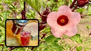 Growing Roselle For Tea Zone 9b [upl. by Enahs]