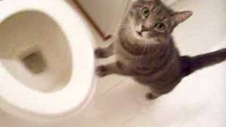 cat who likes to watch the toilet flush [upl. by Wilek]