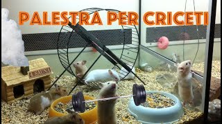 Palestra per Criceti Dorati video divertenti Syrian Hamsters [upl. by Carmelo598]