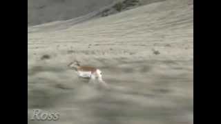 Pronghorn Antelope Running in Slow Motion [upl. by Butterworth232]