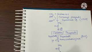 pyrimidine synthesis।। पिरिमिडिन का निर्माण।। Nitrogenous base formation [upl. by Rekrap986]