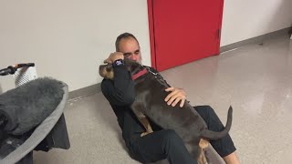 Stolen emotional support dog reunited with its owner [upl. by Ansilma868]