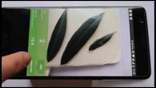 How to Quickly and Easily Measure Leaf Area with Your Smartphone  Petiole App StepbyStep Guide [upl. by Frisse]