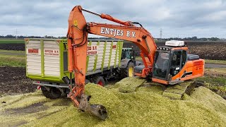 Mais oogst 2024 met Claas Jaguar 940 door loonb Entjes BV 4K [upl. by Kciredes]