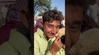 Qurbani2024viral nature eid shortvideo qurbanistatus goat [upl. by Horlacher]