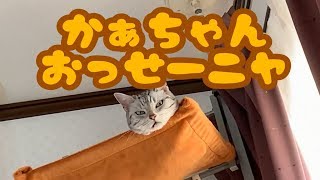 ツンデレ猫を叱ったら、急に赤ちゃん化して骨抜きになる…うちの猫のややこやしい甘え方❤ Spoiled Cat Like a Baby [upl. by Mcbride]