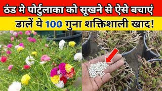 portulaca plant care in winter  ठंड मे ऐसे करें पोर्टुलाका की देखभाल  Shivnursery23 [upl. by Yerdna581]