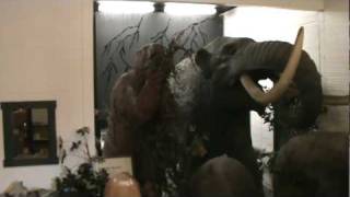 A Wooly Mammoth A Saber Tooth Tiger And A Giant Ground Sloth in Florida [upl. by Anastassia]