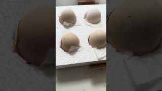 Unboxing Postal Chicken Hatching Eggs bought off EBay Silkie Bantams [upl. by Slin271]