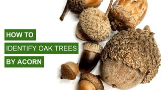 How to Identify Oak Trees By Acorns [upl. by Anderegg908]