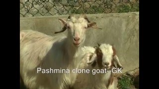 Pashmina clone goat [upl. by Minica324]