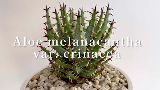 【Aloe melanacantha var erinacea アロエ・エリナケア】 [upl. by Geehan]