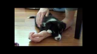 Cutest border collie puppy ever [upl. by Ecinnaj]