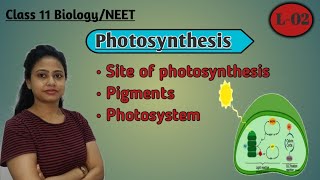 Pigments involved in photosynthesis  Site of photosynthesis Photosynthesis  L02 Class 11 NEET [upl. by Oinimreh]