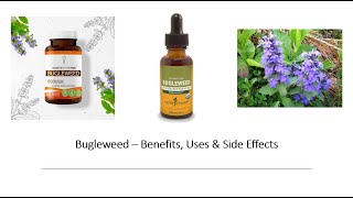 Bugleweed  Benefits Uses amp Side Effects [upl. by Ferullo]