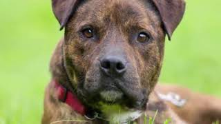 10 Things You Need to Know About Brindle Pit Bulls [upl. by Kirit200]