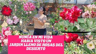 NUNCA HABIA VISTO UN JARDIN LLENOS DE ROSAS DEL DESIERTO [upl. by Anthony]