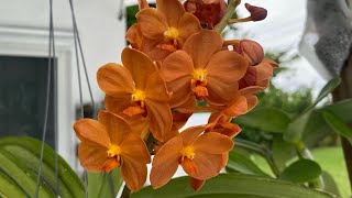 Orchid update Good news no sign of Thrips My vanda is blooming [upl. by Lillywhite105]