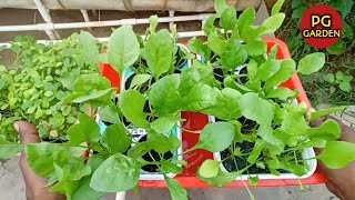 spinach cultivation in hydroponic  సింపుల్ గా హైడ్రోపోనిక్ లో పాలకూరను పెంచండి [upl. by Karlyn]