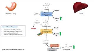 Ethanol Absorption and Metabolism  Alcohol Metabolism Pathway [upl. by Oswald548]