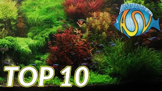 Aquariumplanten Deze TOP 10 aquariumplanten wil je gezien hebben  Aquarium Sunshine Valley [upl. by Einuj]