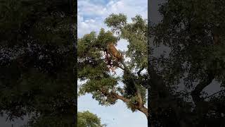 Leopard and Lion Fight Over a Carcass in a Tree With Unexpected Ending [upl. by Googins18]