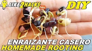 🌿 Como HACER ENRAIZANTE CASERO para PLANTAS y ÁRBOLES 🌿 How to MAKE HOME ROOTING for PLANTS amp TREES🌳 [upl. by Burger966]